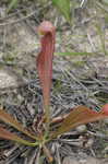 Parrot pitcherplant